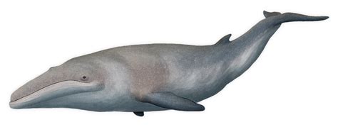 Whalevolution Month #24 – Cetotherium First appearing around 20 million years ago, the ...