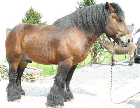 Belgian Draft Horse Info, Origin, History, Pictures