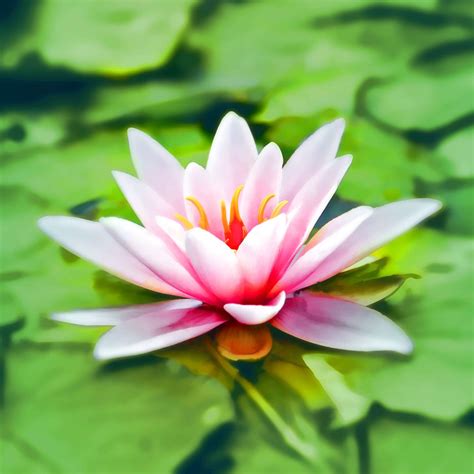 All Secrets Behind Meaning of The Lotus Flower | Aromantly