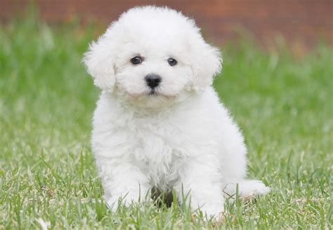 Free photo: Bichon Frise Puppy - Animal, Cute, Dog - Free Download - Jooinn