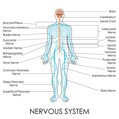 Human Body Back Nerves