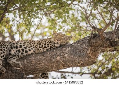 Leopard Sleeping Tree After Her Feast Stock Photo 1415098532 | Shutterstock