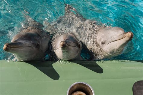 Meet The Forever Residents Of Coffs Coast Wildlife Sanctuary - Coffs Coast