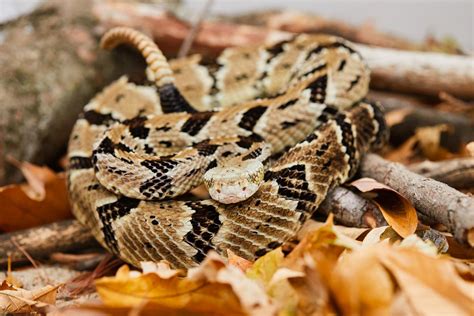 Timber Rattlesnake Bite