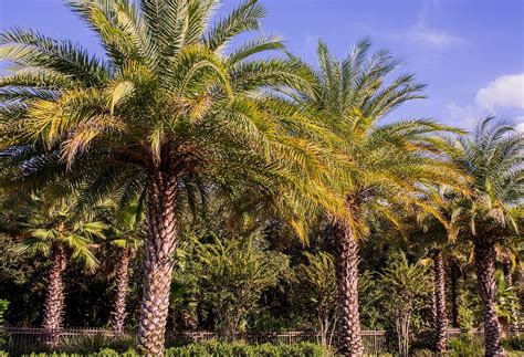 Palm trees of Florida Photograph by Zina Stromberg