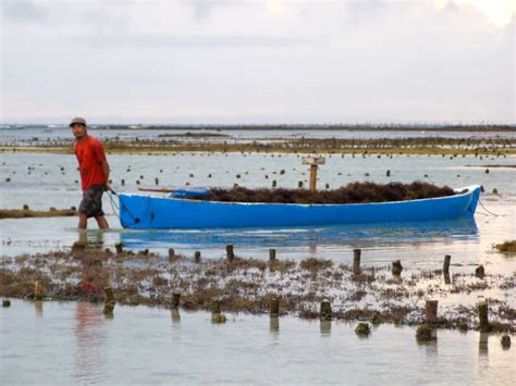 330+ Seaweed Farm Indonesia Stock Photos, Pictures & Royalty-Free Images - iStock