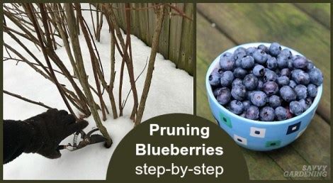 Pruning Blueberries: Step-by-step Instructions for More Fruit