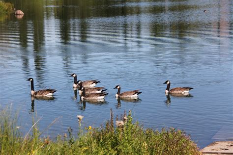 Alberta Wetlands - Alberta Institute For Wildlife Conservation