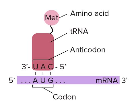 tRNA | PMG Biology