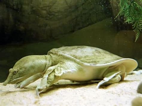 Chinese Softshell Turtle - All Turtles