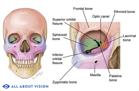 Orbital Bones and Orbital Fractures: An Overview