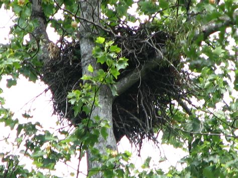 hawk nest at park | North Main Community Association