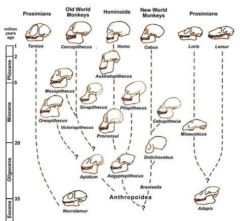 Primate evolution chart 2