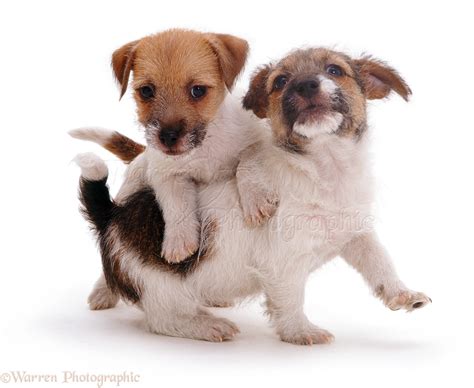 Dogs: Two Jack Russell Terrier pups playing photo WP09172