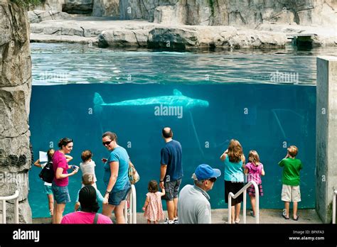 Beluga whale, Mystic Aquarium, Connecticut, USA Stock Photo - Alamy