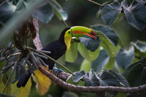 Keel-Billed Toucan | Sean Crane Photography