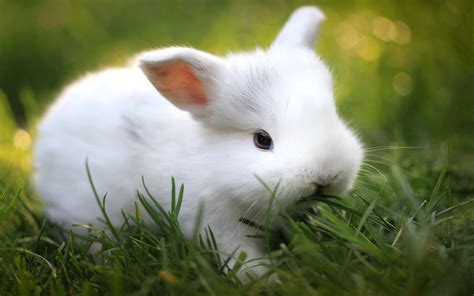 White Bunny Wallpapers - Top Free White Bunny Backgrounds - WallpaperAccess