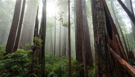 Your Guide to Visiting Redwood National and State Parks