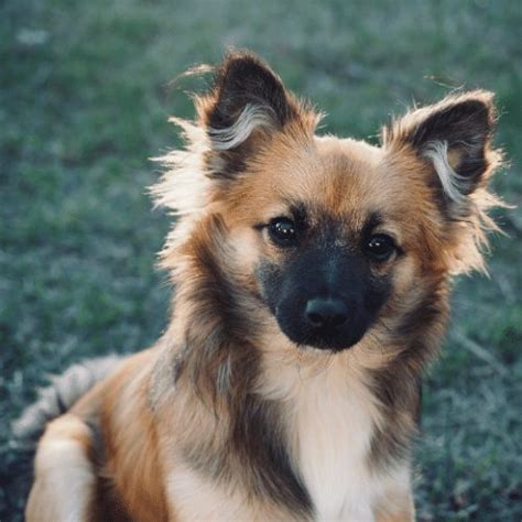 Pomchi : All About The Pomeranian-Chihuahua Mix Breed