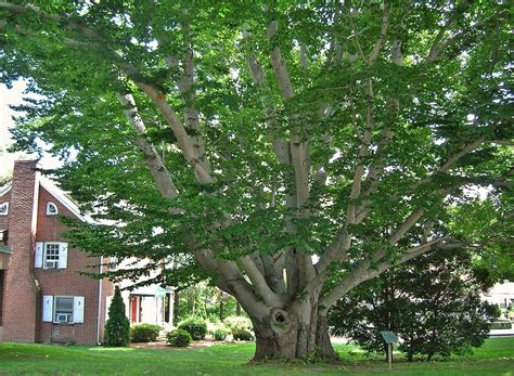 File:American Beech Tree, West Hartford, CT - July 6, 2013.jpg ...