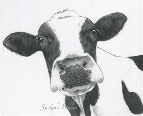 ORIGINAL Cow Art Charcoal Drawing 11x14 Holstein | Etsy Australia | Gambar hewan, Cara ...