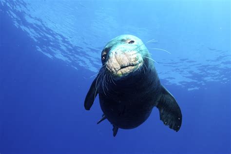 Hawaiian Monk Seal Facts: Habitat, Diet, Conservation, & More