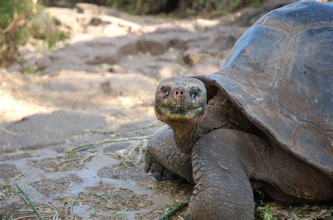 The Galapagos Giant Tortoise - Discovering Galapagos