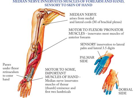 Median Nerve Distribution Median Nerve Nerve Anatomy Nerve Images And – NBKomputer