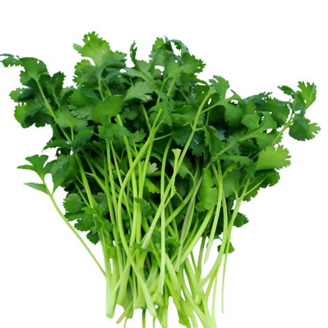 Organic Cilantro - Organic Aqua Fresh