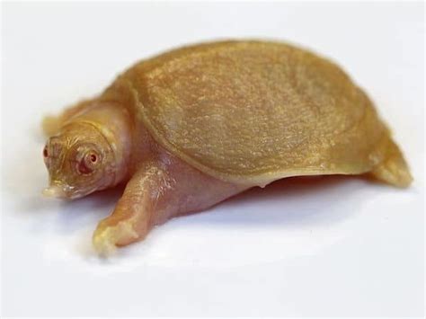 Chinese Softshell Turtle Facts (Pelodiscus Sinensis) - All Turtles