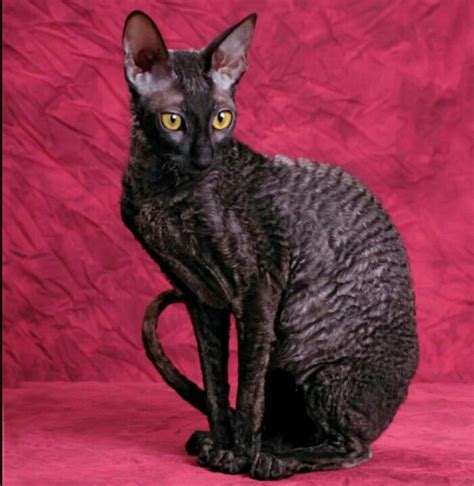 40 best ♡ Cornish rex cats ♡ images on Pinterest