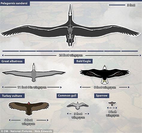 This graphic shows how the enormous 'condor', which lived 28 million years ago, compares to ...