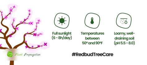 How to Prune a Redbud Tree: A Comprehensive Guide for Healthy Growth ...