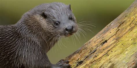 Wild Wetlands: Mammals | Tame Valley Wetlands