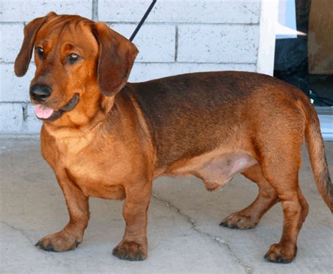 Basset Hound Dachshund Mix: Breed Info, Temperament, Health and Care