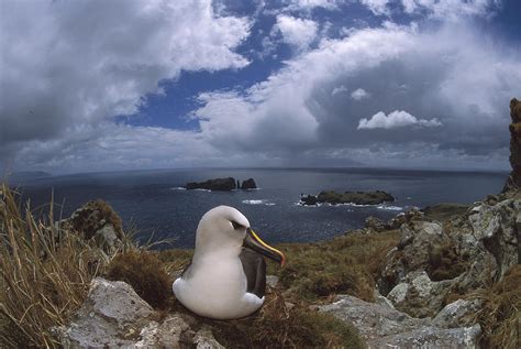 Yellow-nosed Albatross Nesting Tristan Photograph by Tui De Roy - Pixels