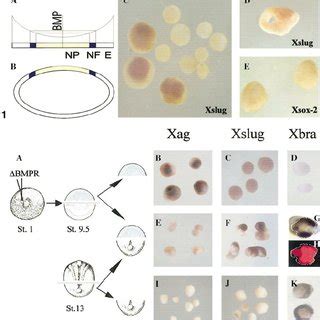 Neural crest markers induced by posteriorization of the anterior neural ...