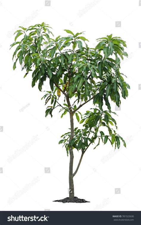 4,431 Small Mango Tree Images, Stock Photos & Vectors | Shutterstock