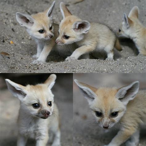 #Cute #Baby #Fennec #FoxesPhoto Credit: #BrettBartek #PalmBeachZoo#AdorableAnimals #ZooBabies # ...