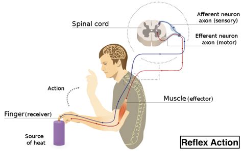 Reflex Arc Diagram Gcse