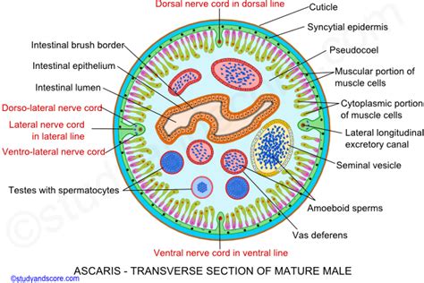 Ascaris Lumbricoides Male And Female