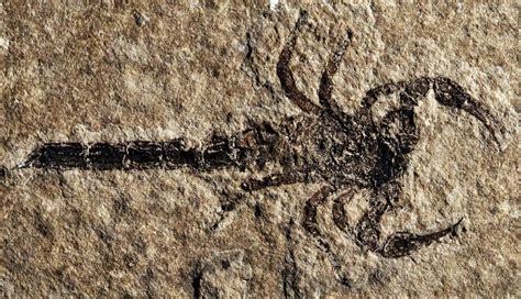 Ancient Scorpion Had Feet, May Have Walked Out of Ocean | Fossil, Fossils, Prehistoric animals