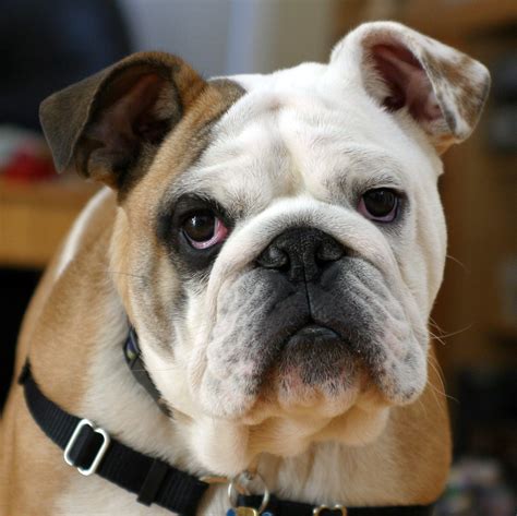 Bulldog Breed Guide - Learn about the Bulldog.