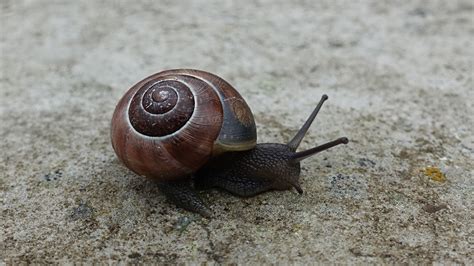 brown shell snail free image | Peakpx