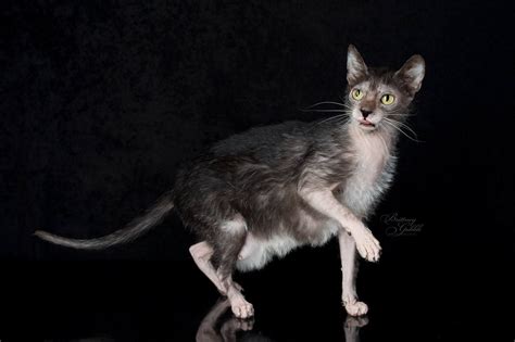 Lykoi cat, Werewolf cat, Cats and kittens