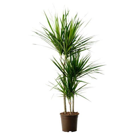 Dracaena Marginata Houseplant - Viewing Gallery