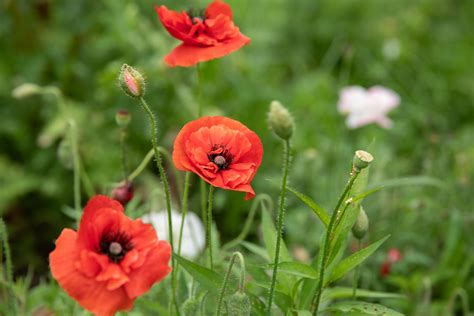 How to Grow and Care for Oriental Poppy Plants