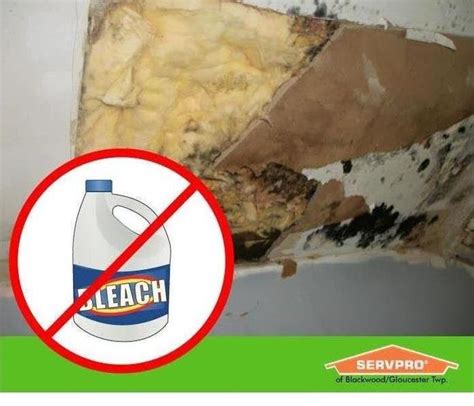 Cleaning Mold with Bleach is Hazardous, Don't use bleach, Mold, - Gloucester Township, NJ Patch