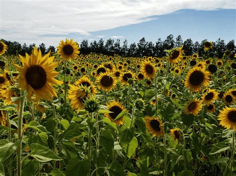 Sunflower Farms In Fl | Best Flower Site