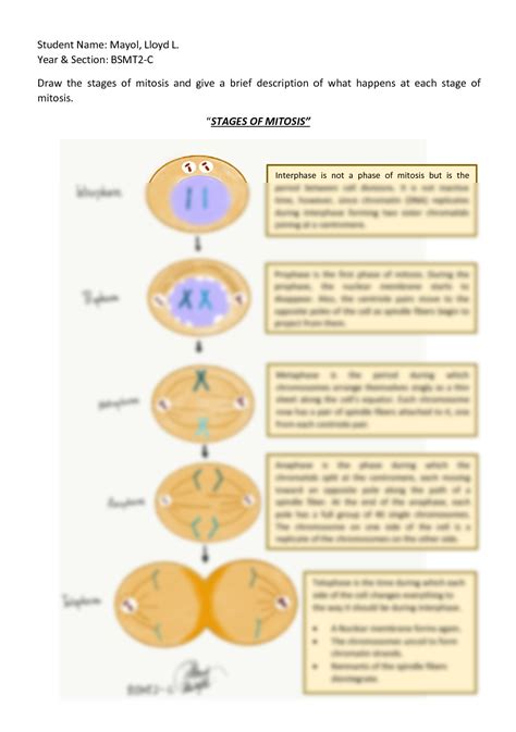 Free mitosis drawing worksheet, Download Free mitosis drawing worksheet ...